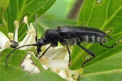 Anoplodera pubera by Jacy Lucier. Used under a CC BY-SA 4.0 license.