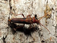 Cerambycid Ovipositing - Flickr - treegrow by Katja Schulz from Washington, D. C., USA. Used under a CC BY 2.0 license.