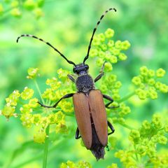Brachyleptura rubrica by Ilona L. Used under a CC BY-SA 2.0 license.