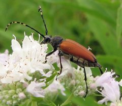 Brachyleptura rubrica 1 by Jacy Lucier. Used under a CC BY-SA 4.0 license.