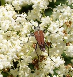 Brachyleptura rubrica flower by Beatriz Moisset. Used under a CC BY-SA 4.0 license.