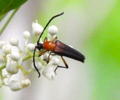 Cyphonotida rostrata - inat 23140957 by {{{name}}}. Used under a CC BY 4.0 license.
