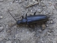 Etorofus anthracinus by iNaturalist user: overholtz. Used under a CC BY-SA 4.0 license.