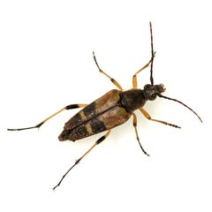 Etorofus obliteratus by iNaturalist user: koji. Used under a CC BY 4.0 license.