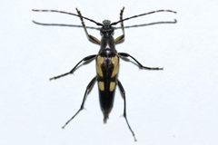 Etorofus subhamatus by Owen Strickland. Used under a CC0 license.
