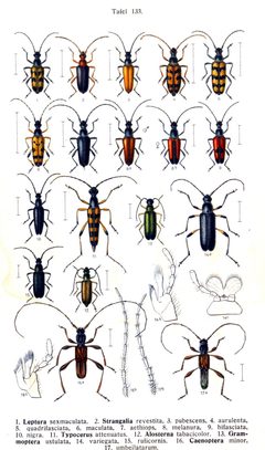 Reitter-1912 bugs3133 by Edmund Reitter
. Used under a Public domain license.