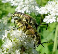 Lepturobosca chrysocoma by Jacy Lucier. Used under a CC BY-SA 4.0 license.