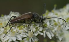 Lepturobosca chrysocoma P1250797a by 
xpda. Used under a CC BY-SA 4.0 license.
