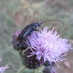 Lepturopsis dolorosa - inat 44876290 by {{{name}}}. Used under a CC0 license.