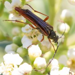 Neobellamira delicata - inat 8559114 by {{{name}}}. Used under a CC BY 4.0 license.
