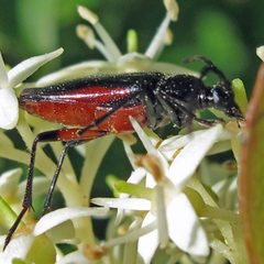 Pseudostrangalia cruentata by Jacy Lucier. Used under a CC BY-SA 4.0 license.