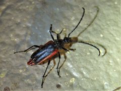 Pseudostrangalia cruentata 262531407 by Annika Lindqvist. Used under a CC BY 4.0 license.