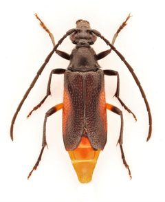 Pseudostrangalia cruentata 306178542 by Nick Bédard. Used under a CC0 license.