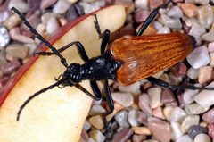 Leptura emarginata by Clinton &amp; Charles Robertson from Del Rio, Texas &amp; College Station, TX, USA. Used under a CC BY 2.0 license.