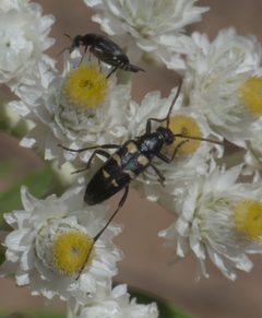 Stenostrophia amabilis P1060045a by 
xpda. Used under a CC BY-SA 4.0 license.