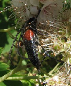 Stictoleptura canadensis canadensis by Beatriz Moisset. Used under a CC BY-SA 4.0 license.