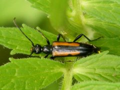 StrangaleptaAbbreviata1 by Smidon33. Used under a CC BY-SA 3.0 license.
