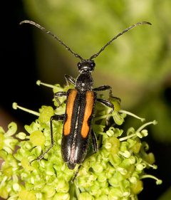 Strangalepta abbreviata by Mike Boone. Used under a CC BY-SA 2.5 license.