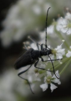 Trachysida aspera1 by JerryFriedman. Used under a CC BY-SA 3.0 license.