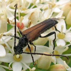 Trachysida mutabilis by Jacy Lucier. Used under a CC BY-SA 4.0 license.