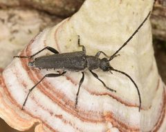 Trachysida mutabilis 2 by Christina Butler. Used under a CC BY 2.0 license.