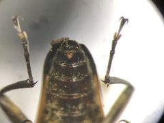 Trigonarthris proxima 166017254 by Nicolas Bédard. Used under a CC0 license.