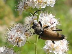 Trigonarthris proxima 54461033 by Christian Grenier. Used under a CC0 license.