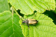 Trigonarthris proxima 9155095 by Morgan Jackson. Used under a CC BY 4.0 license.