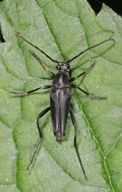 Typocerus lugubris imported from iNaturalist photo 41518754 on 27 February 2022 by (c) Judy Gallagher, some rights reserved (CC BY). Used under a CC BY 4.0 license.