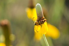 Typocerus octonotatus by cricketsblog. Used under a CC BY 2.0 license.