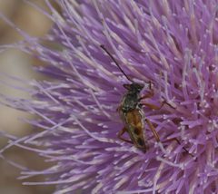 Typocerus octonotatus - inat 56840936 by {{{name}}}. Used under a CC BY-SA 4.0 license.