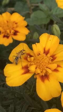 Flower beetle by QueenColleen87. Used under a CC BY-SA 4.0 license.
