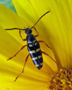 Typocerus sparsus by Jacy Lucier. Used under a CC BY-SA 4.0 license.
