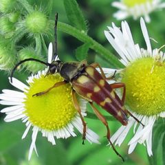 Typocerus velutinus 1 by Jacy Lucier. Used under a CC BY-SA 4.0 license.