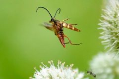 Typocerus velutinus 319880994 by Louise Woodrich. Used under a CC BY 4.0 license.