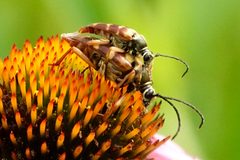 Typocerus velutinus 326814368 by Louise Woodrich. Used under a CC BY 4.0 license.