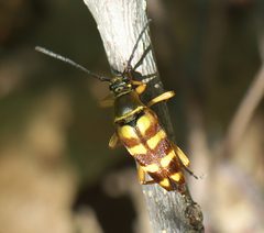 Typocerus velutinus P1000246a by 
xpda. Used under a CC BY-SA 4.0 license.