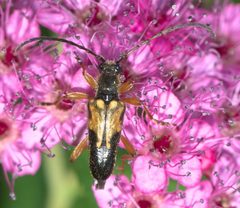 Xestoleptura crassipes P1050734a by 
xpda. Used under a CC BY-SA 4.0 license.