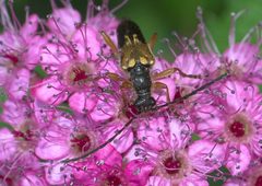 Xestoleptura crassipes P1050737a by 
xpda. Used under a CC BY-SA 4.0 license.