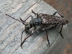 Anthophylax attenuatus by Jacy Lucier. Used under a CC BY-SA 4.0 license.