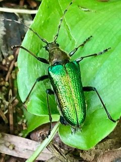 Anthophylax viridis by Marilyne Busque-Dubois. Used under a CC BY 4.0 license.