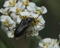 Brachysomida californica - inat 134077746 by {{{name}}}. Used under a CC BY-SA 4.0 license.