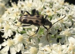 Evodinus vancouveri P1050603c by 
xpda. Used under a CC BY-SA 4.0 license.