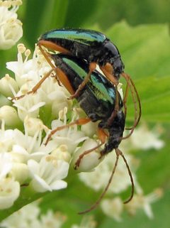 Gaurotes cyanipennis by Jacy Lucier. Used under a CC BY-SA 4.0 license.