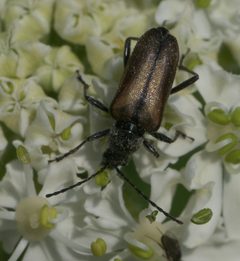 Acmaeops pratensis P1250810a by
xpda. Used under a CC BY-SA 4.0 license.