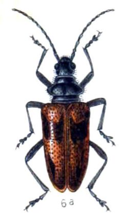 Pachyta lamed by Edmund Reitter
. Used under a Public domain license.