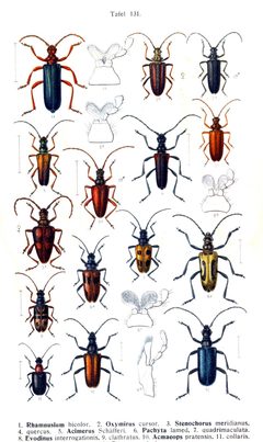 Reitter-1912 bugs3131 by Edmund Reitter
. Used under a Public domain license.