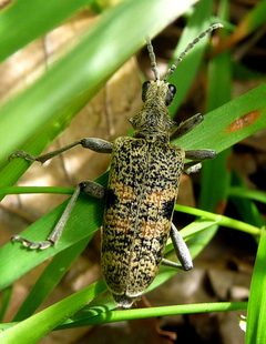Rhagium inquisitor. Cerambycidae. - Flickr - gailhampshire by gailhampshire from Cradley, Malvern, U.K. Used under a CC BY 2.0 license.