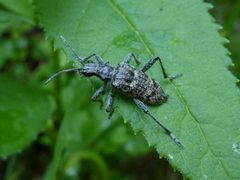 Rhagium inquisitor Caderzone 02 by Syrio. Used under a CC BY-SA 4.0 license.
