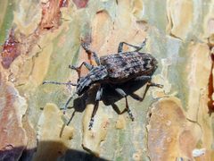 Rhagium inquisitor MDj by Milan Đurić. Used under a CC BY-SA 4.0 license.